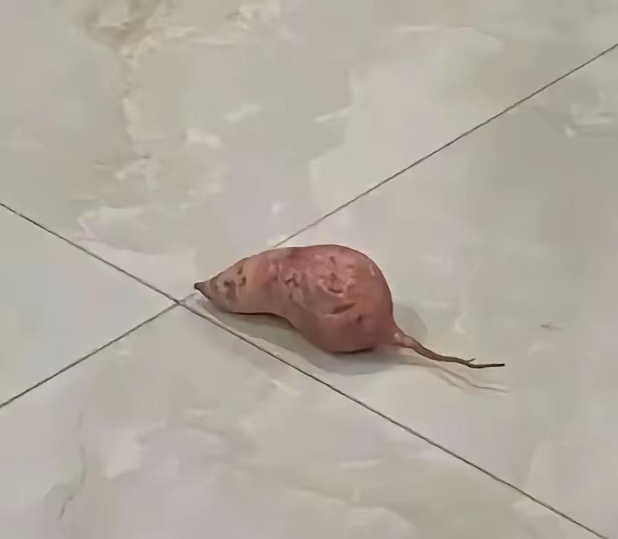 让它给咬了，挂哪个科？