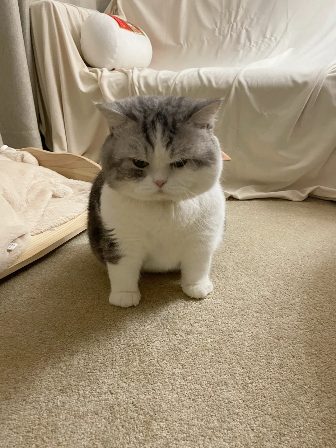 送去当童模被退回