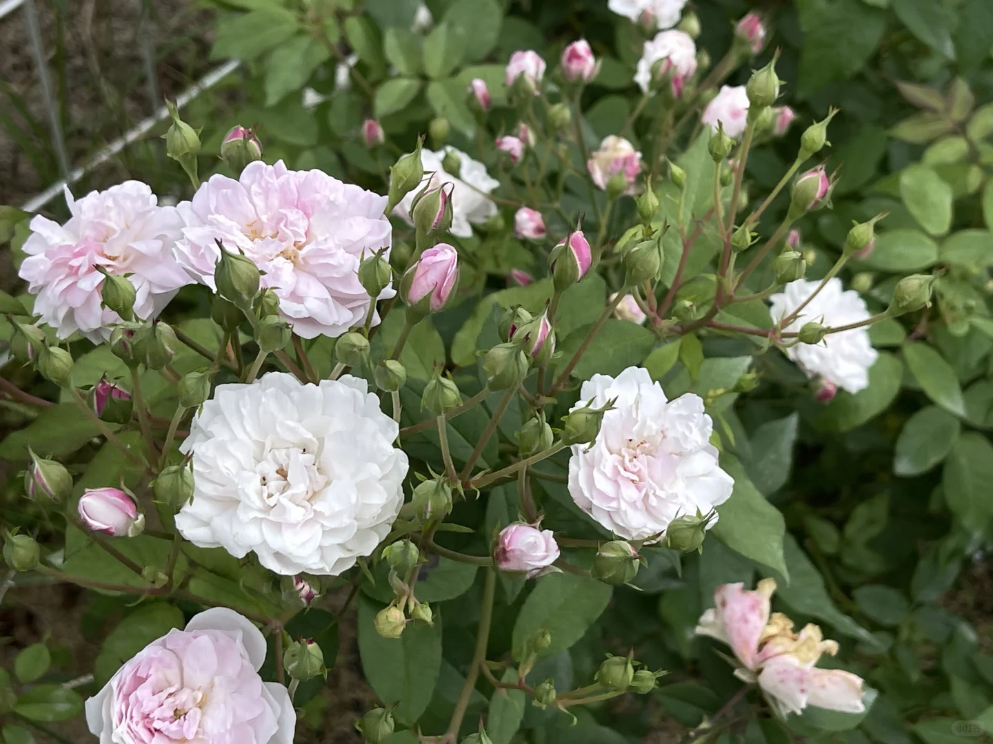 粉红怒塞特秋花