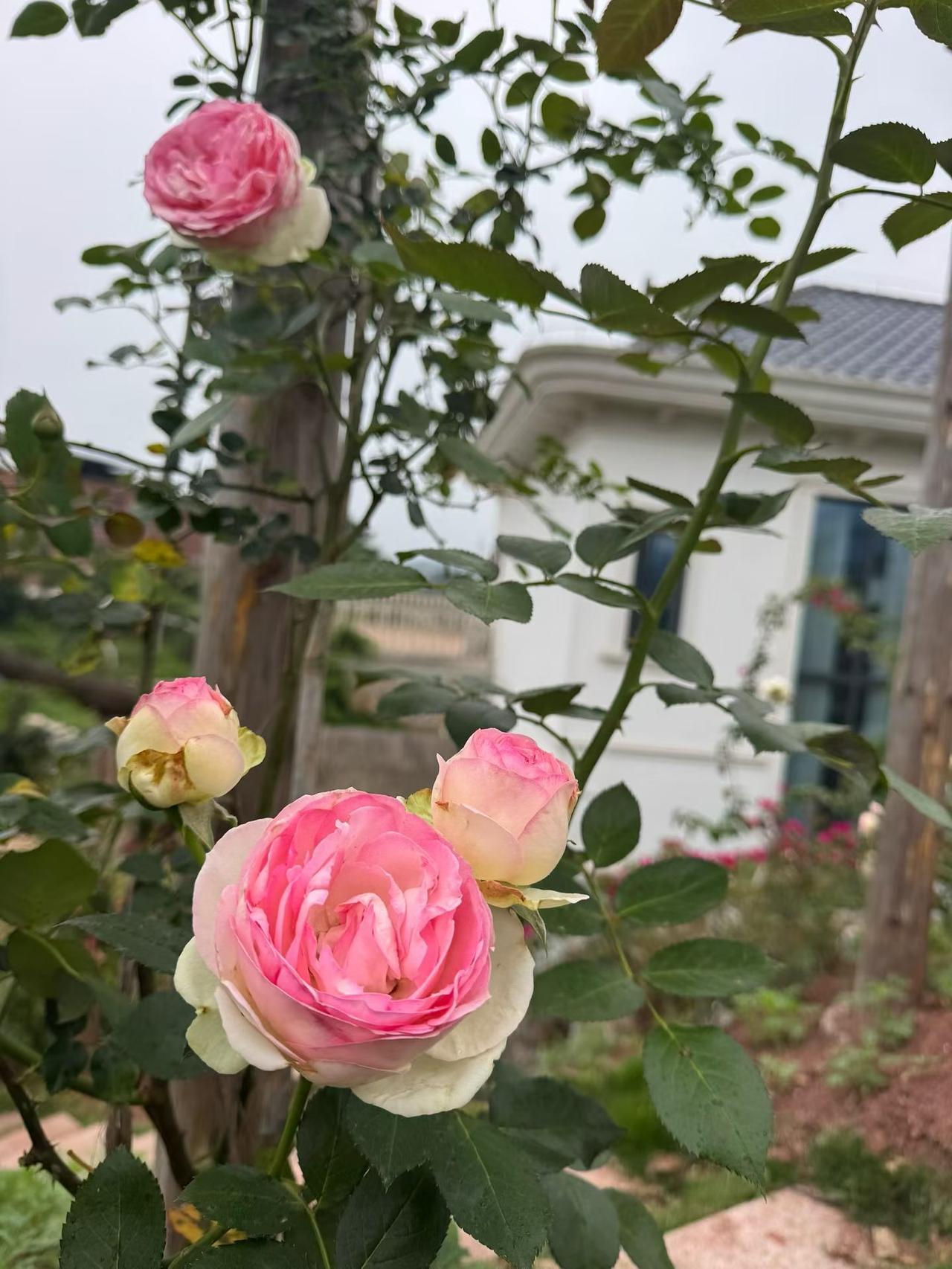 有田，有花~