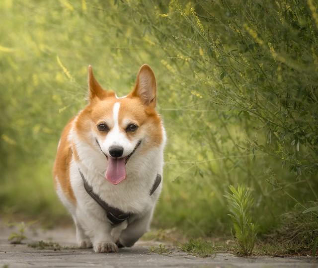 我发现头条精灵就像我家隔壁老王，每次都夸我文章写得好，还一本正经提问题。可它夸归