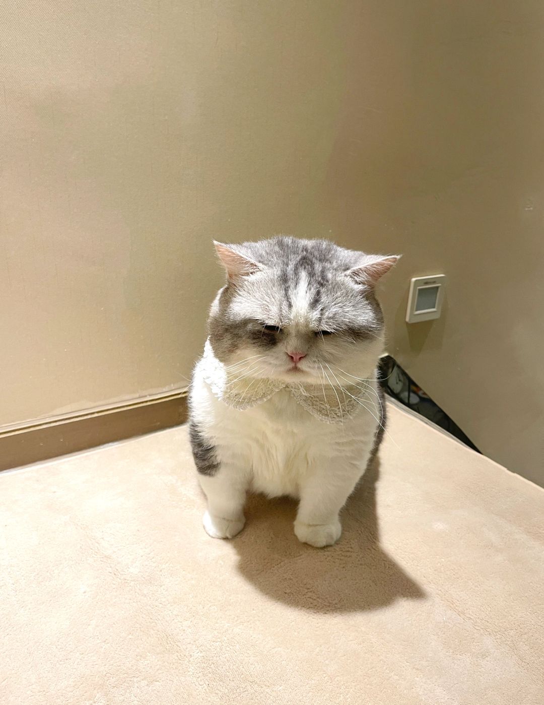 6点叫小猫起床