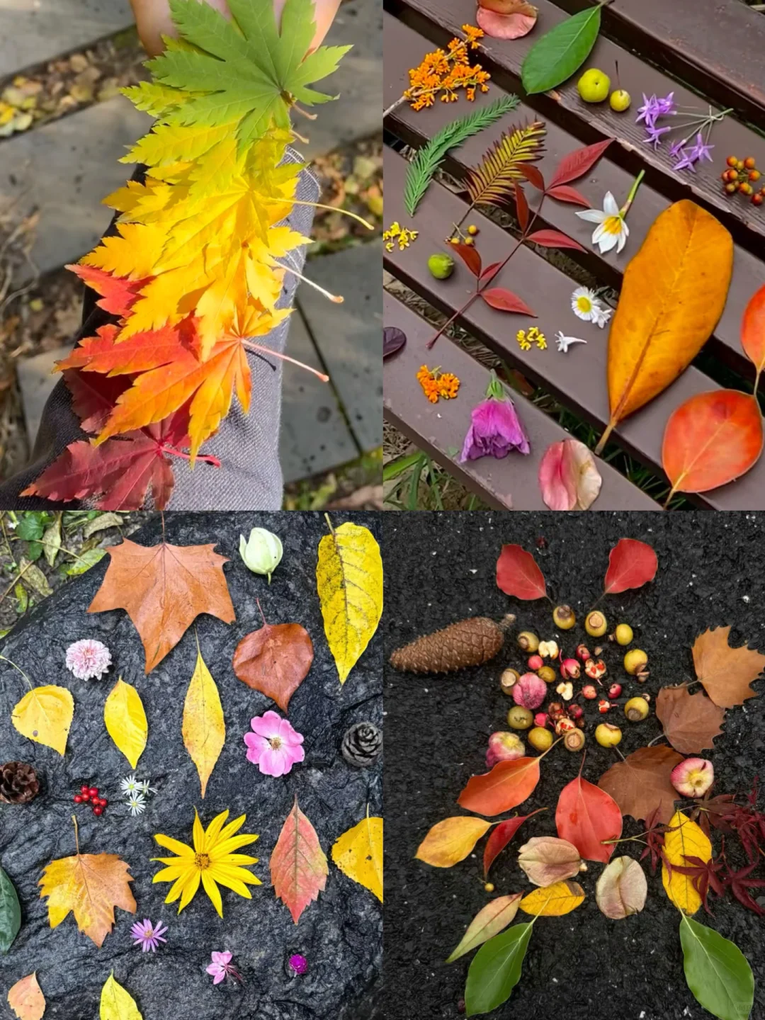 天津哪儿能到好看的叶子？！