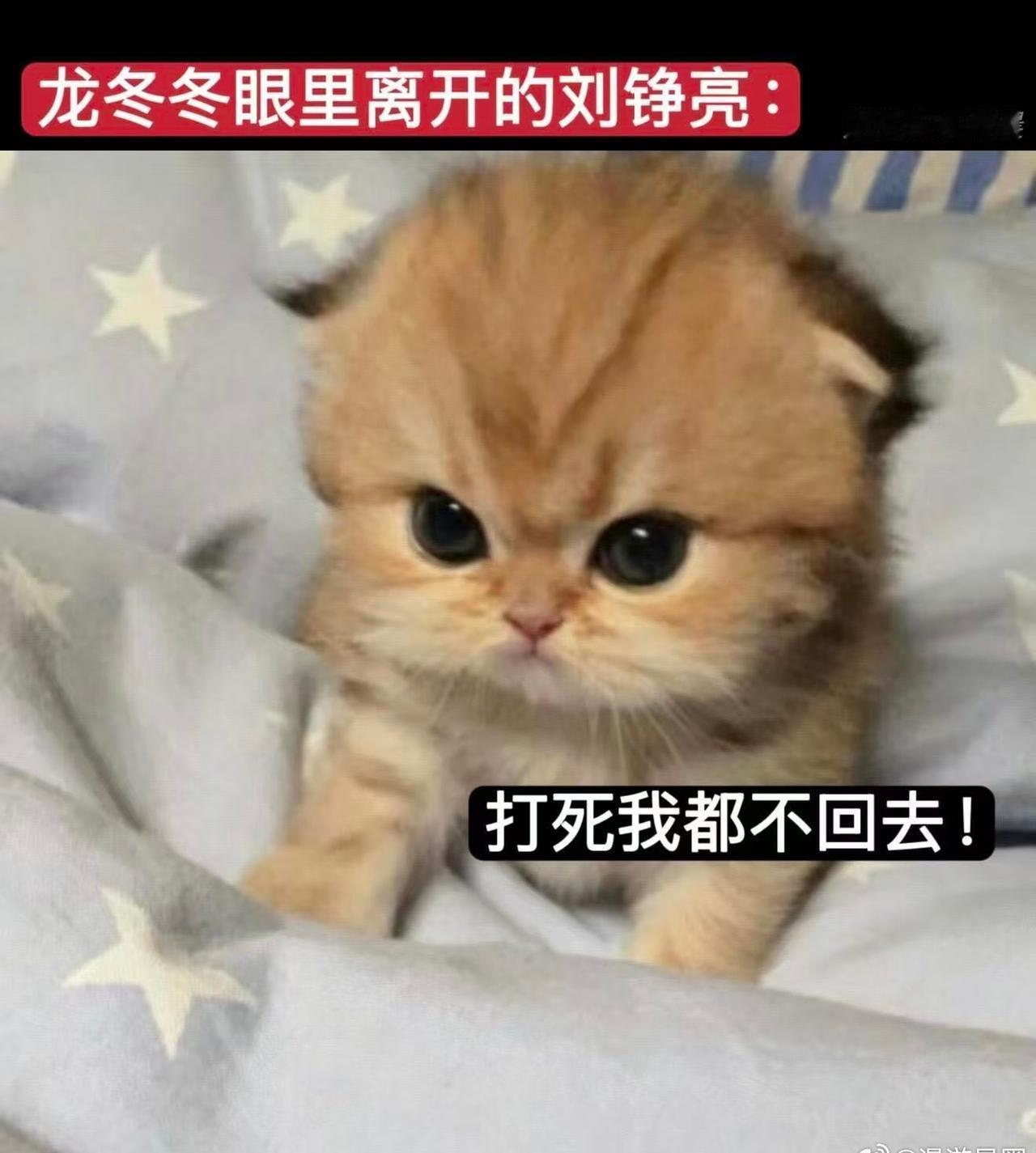 亮子被鸟屎砸中那一下抬眼的眼神，从懵到麻木，那股子“我还能更倒霉吗”的无力感，隔