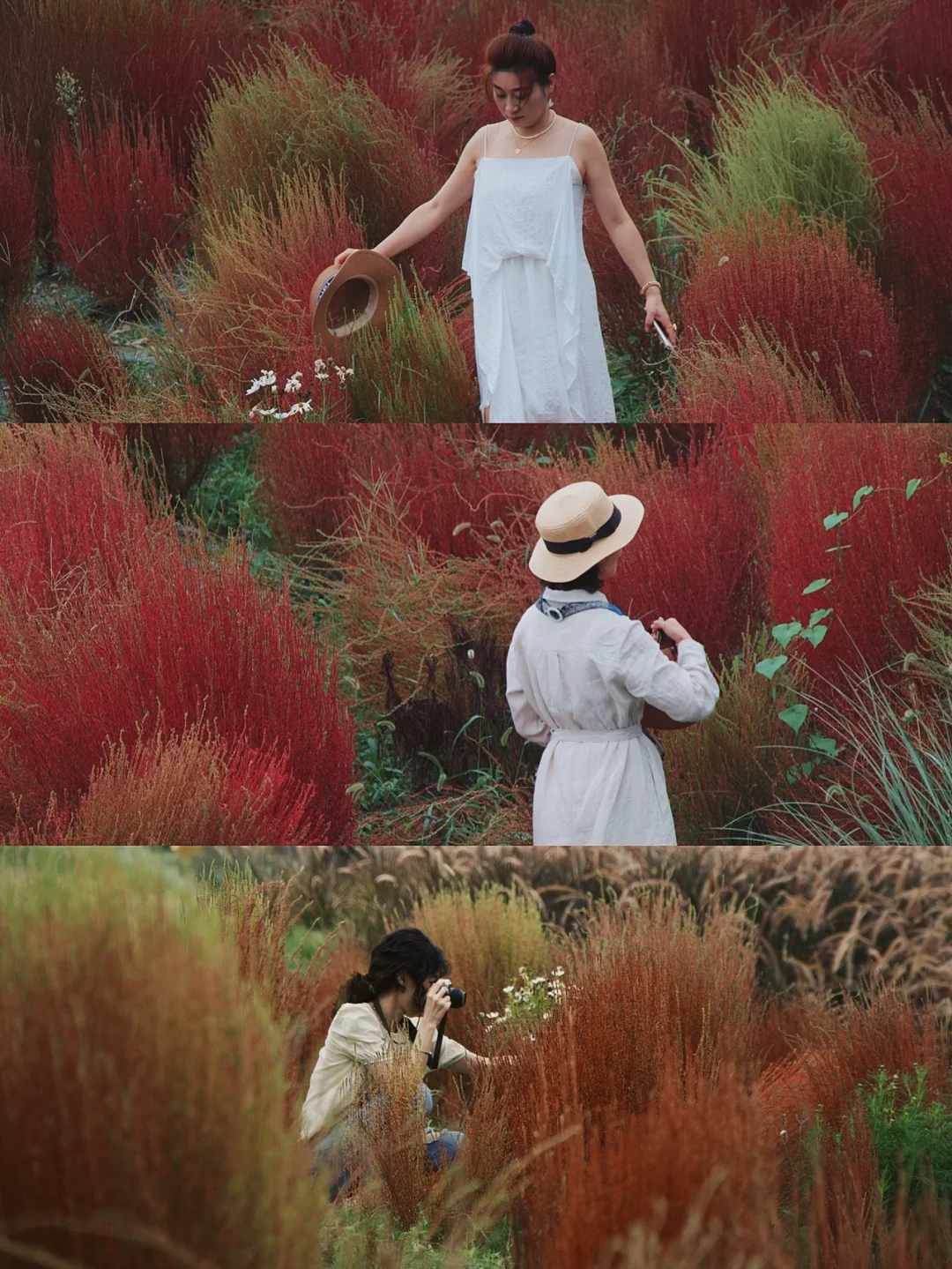 成都市区秋日限定📸免费地肤草海地铁直达