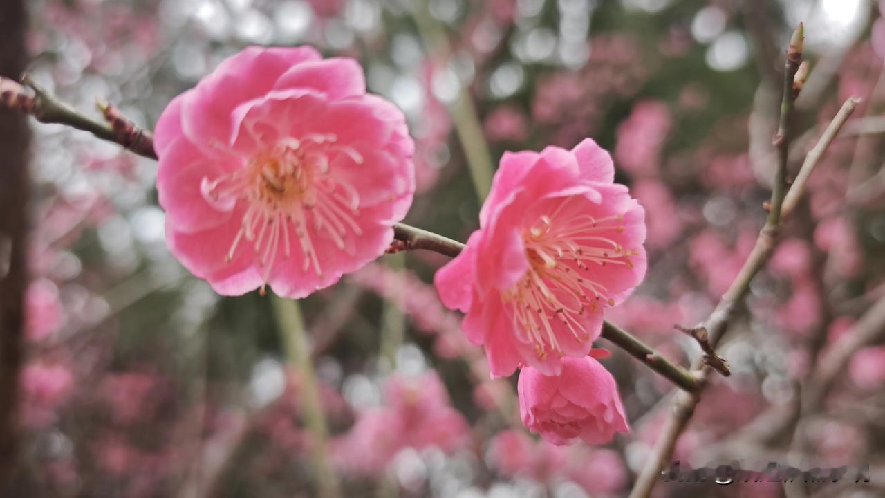 春日生活打卡季陕西关中正是一年中最美的季节，红叶李刚刚开过，樱花和海棠已经开了，