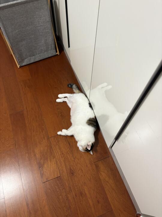 夏天的地板真的很容易滋生懒猪！
