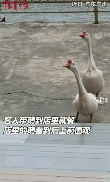 真的看哭了！原来动物之间的感情，比我们想的更重
 
万物皆有灵这句话，在这三只鹅