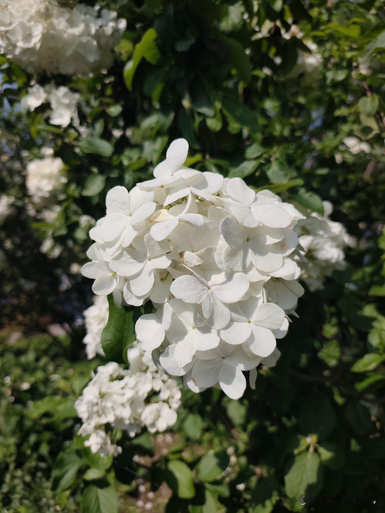 家门口的春天骆岗中央公园，家门口的公园，春日揽胜绝佳去处！