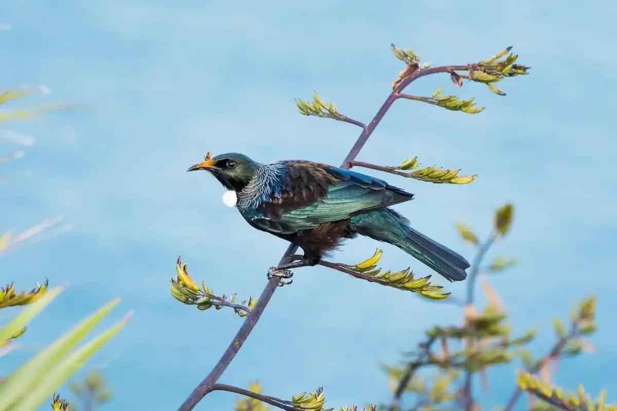 惜春令 · 谷雨

梨雪氤氲漫岭香。声声急、布谷催忙。烁烁晨星畴垄播，鞭响震山冈
