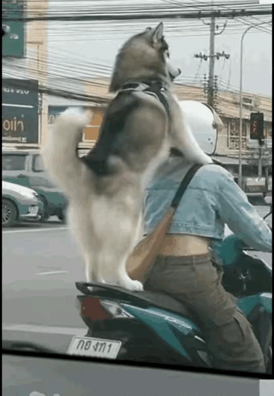 这狗成精了！谁见到这样的狗不爱呢？