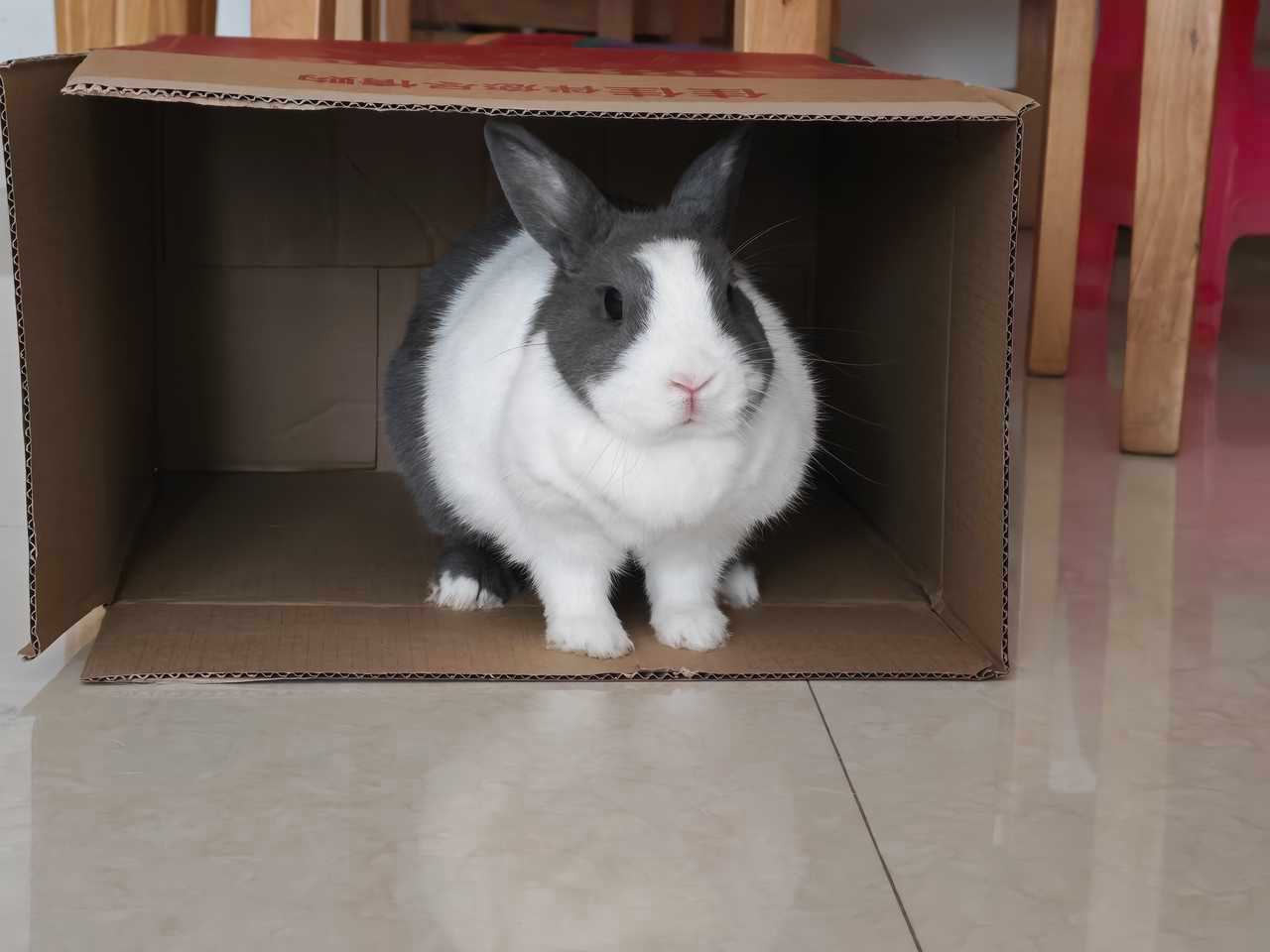 14066🐇给车包看守盒待兔 