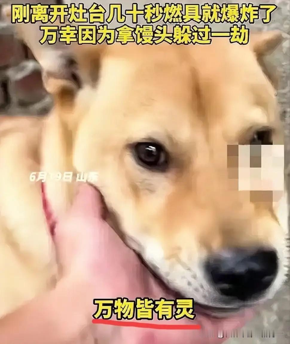 太惊险了！山东一名男子端午假期在家煮粽子，家里的大黄狗突然对着他狂叫不止，他起初