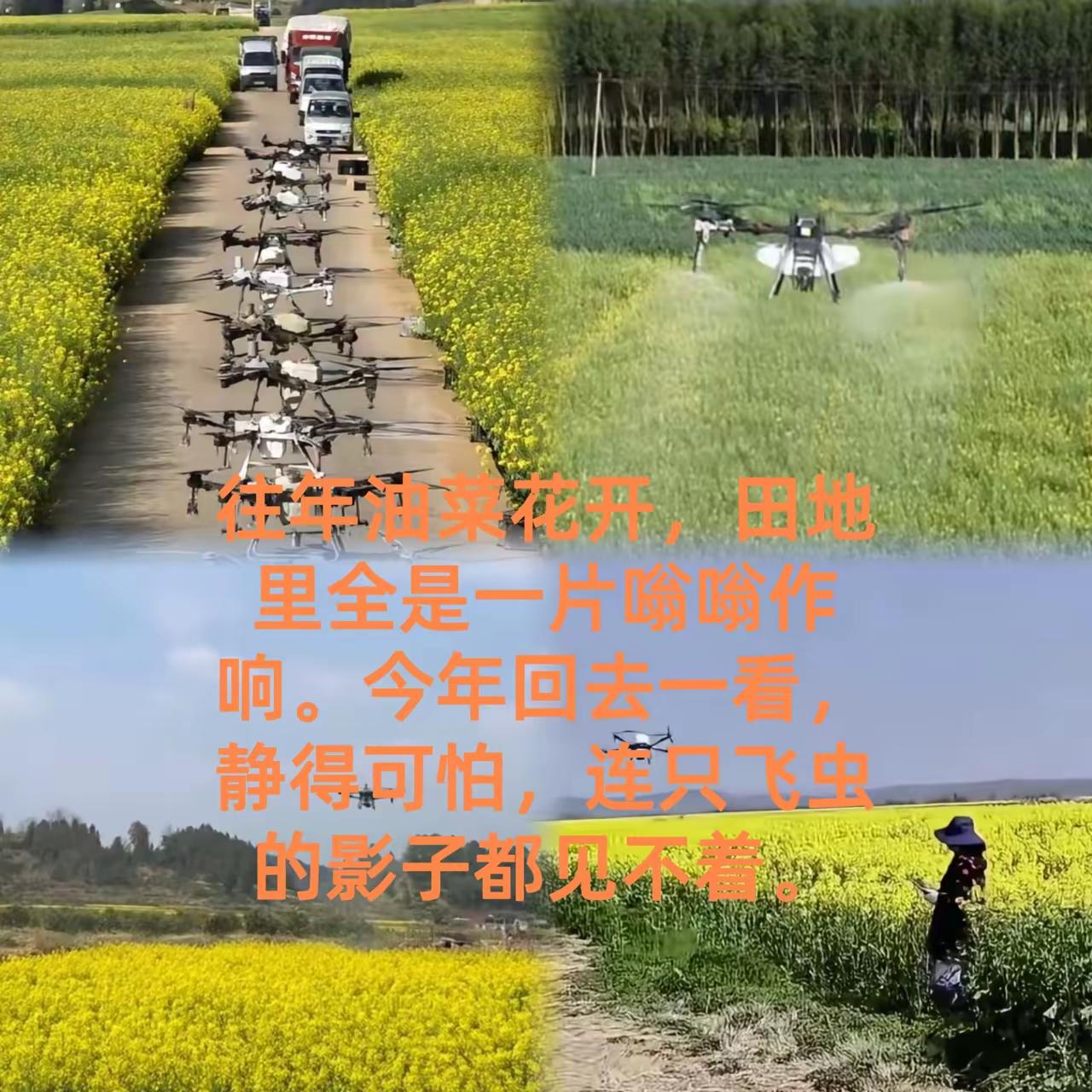 无人机向油菜花喷洒农药，不仅灭的是蜜蜂，更是我们的口粮。
大家别小看了蜜蜂，一旦