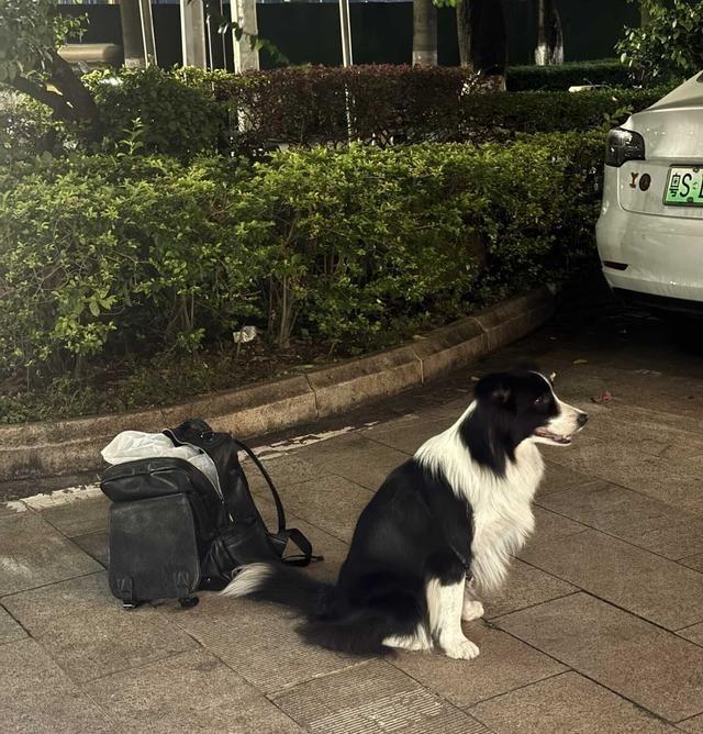 番禺广场酒店门口，一只边牧被拴在背包上，疑似被遗弃。狗子特别乖，一直在摇尾巴，看