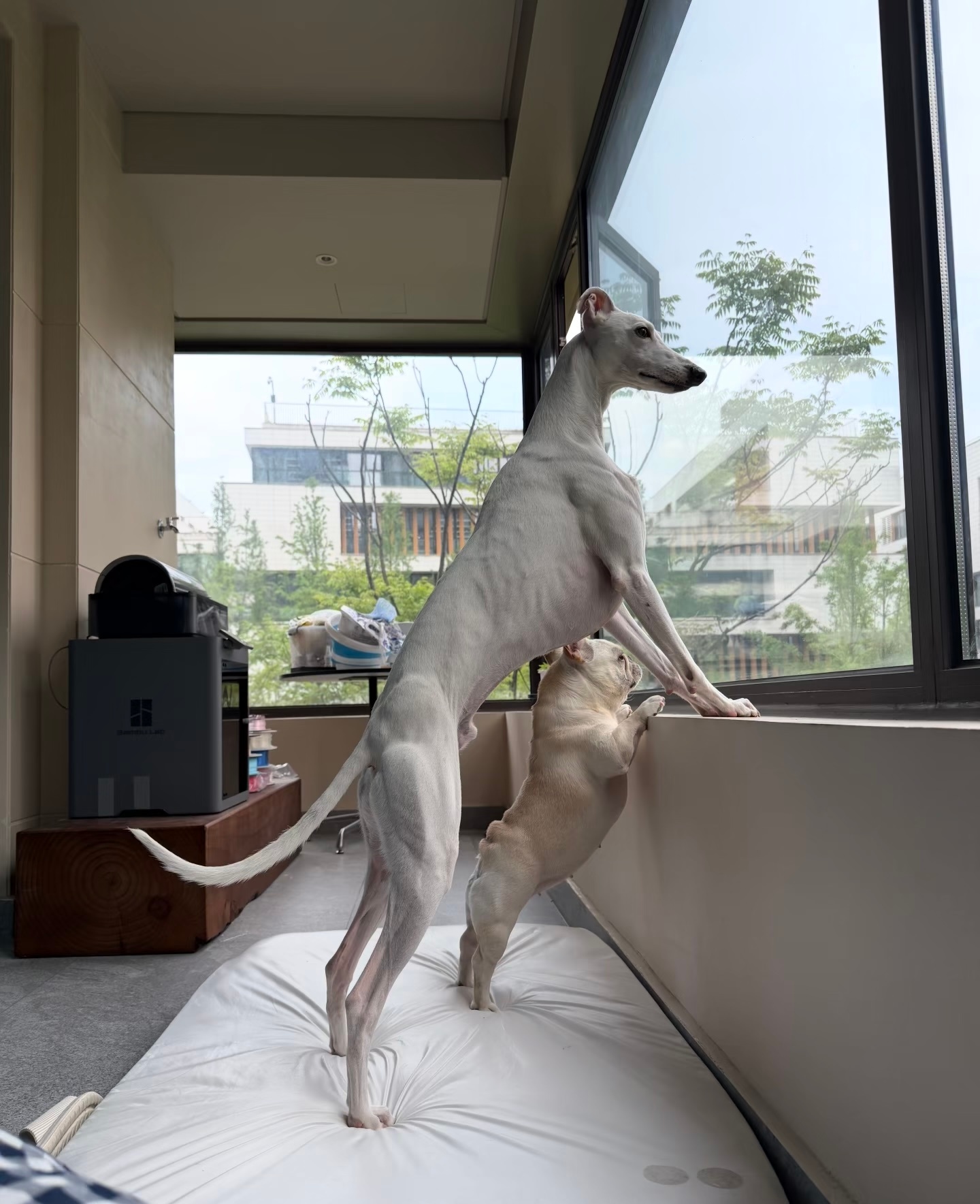 努力在天赋面前不值一提 