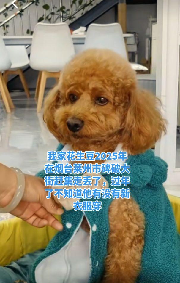 莱州同城寻狗启事。我评论了 的作品： 我家花生豆也是2025年10月1...