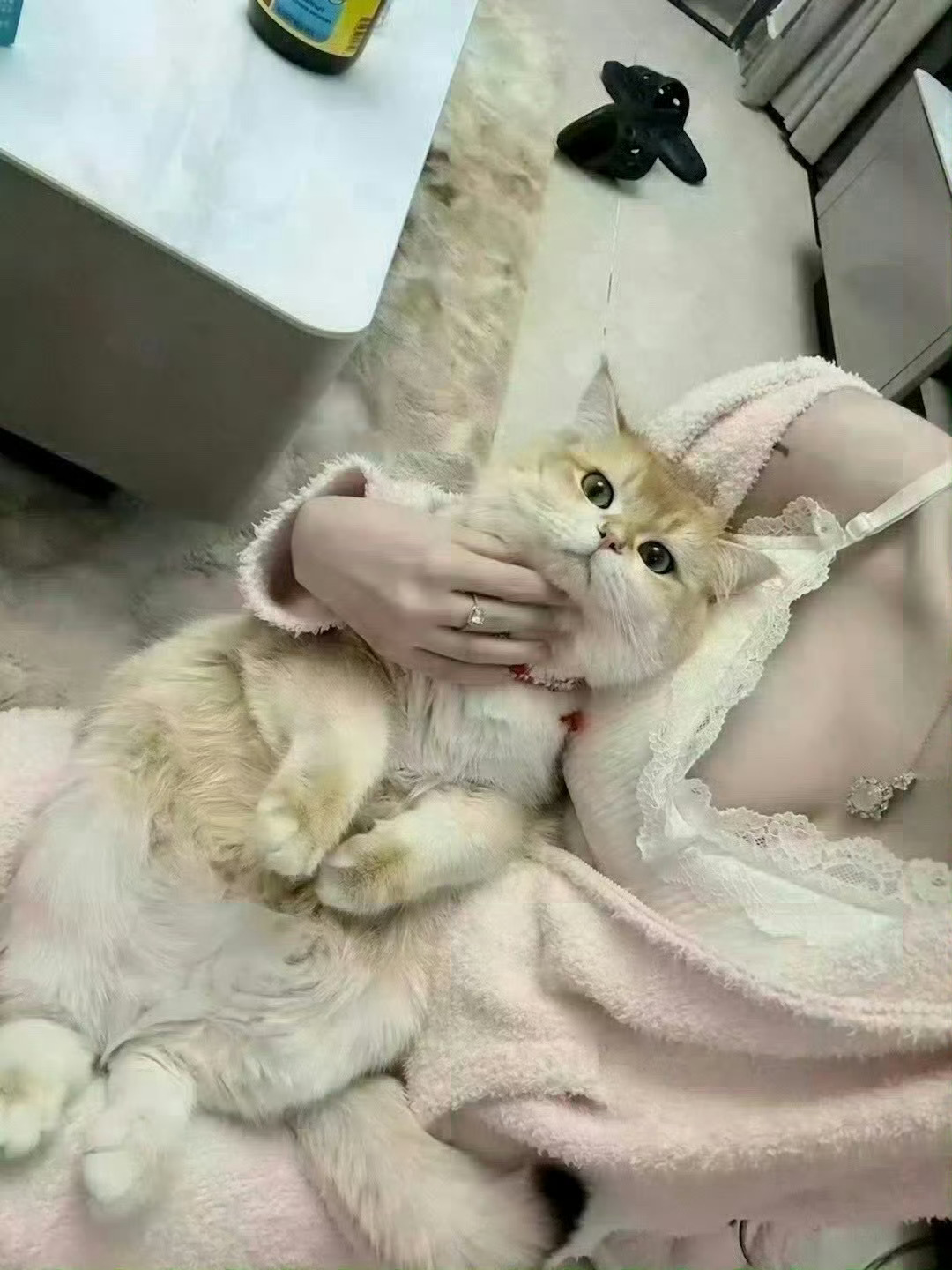 好好玩的逗猫棒 