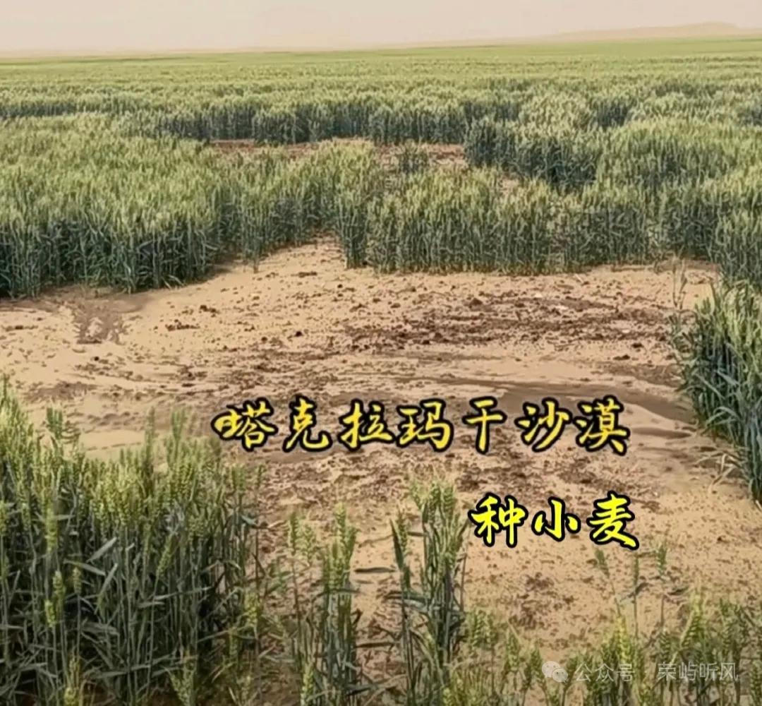 6月21日，据社交媒体报道，塔克拉玛干沙漠的小麦熟了。
随着10年三北攻坚战快速