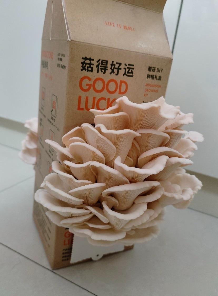 真长出蘑菇了够不够一顿