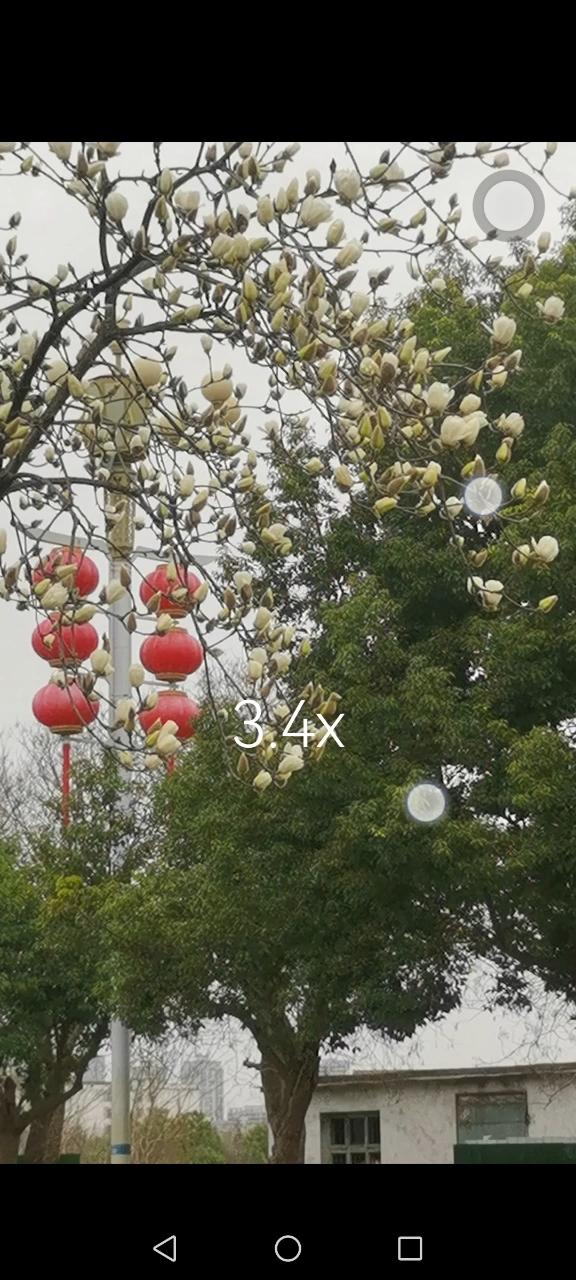 白玉兰花开了！