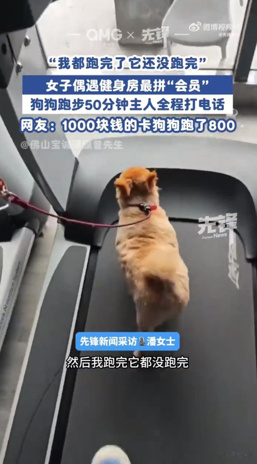小狗健身房被动跑50分钟！主人插兜打电话，网友笑侃卡钱全让狗挣了

广东佛山一家