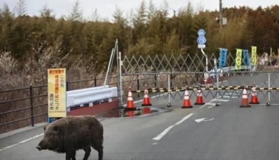 日本福岛核废区“超级猪”疯狂繁殖，专家警告生态恐彻底失控 
 
日本福岛核污染禁