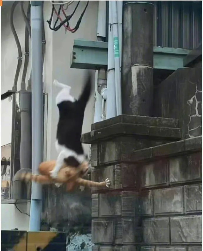 太浪漫了，死了都要爱。