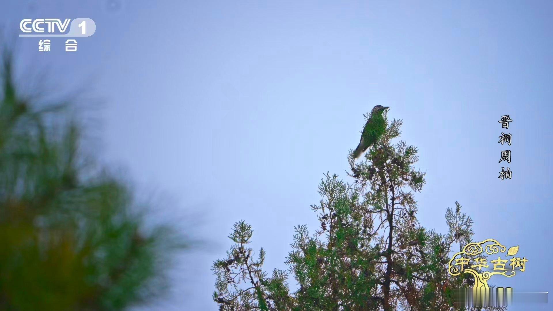3000岁古柏躺着长了数百年  三千年岁月流转，不是挺拔向上的印记，是晋祠周柏横
