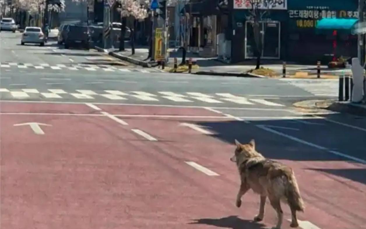 🐺 现实版“会说话的狼”上演？韩国大田动物园公狼出逃，至今在逃！

当地时间4