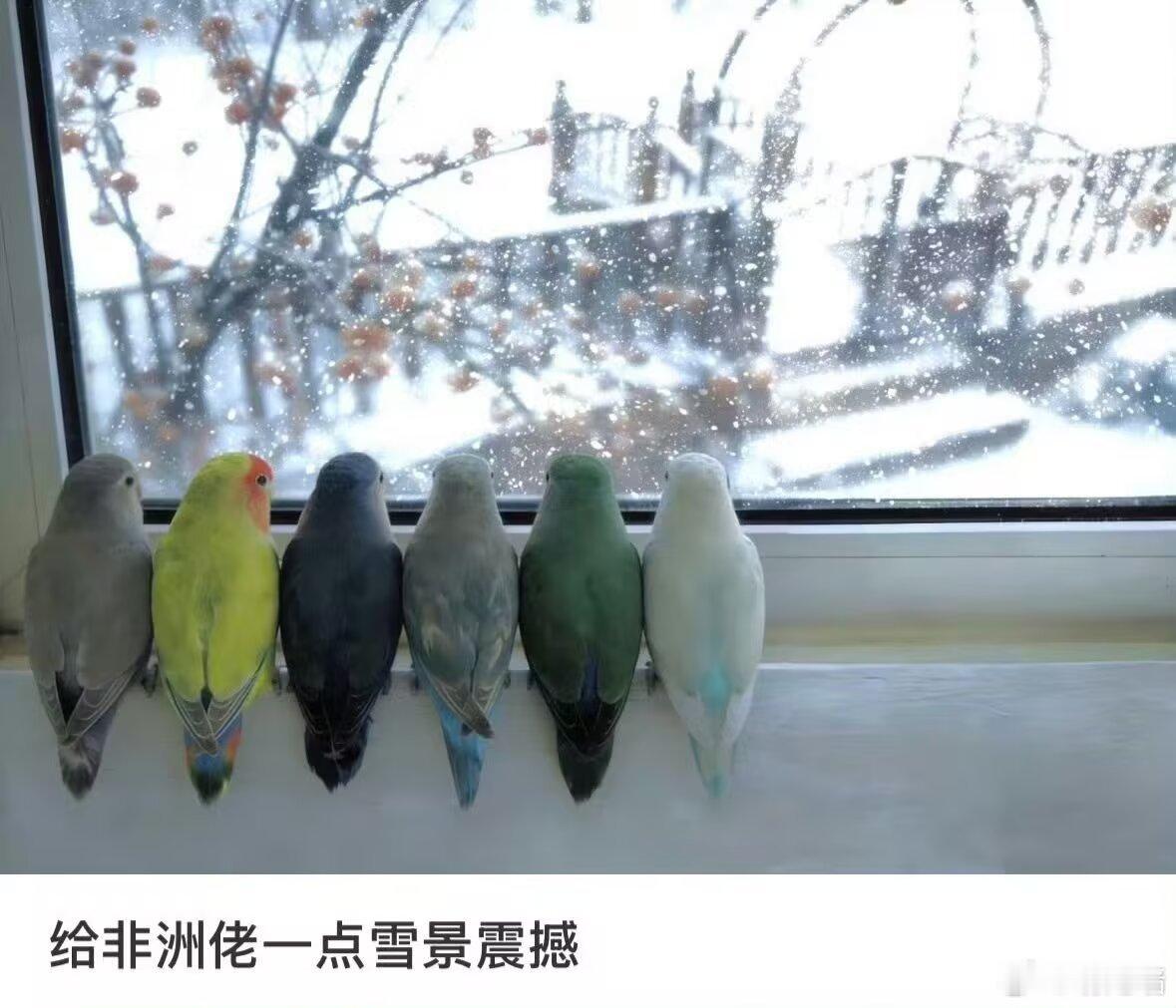 鸡排 ​​​