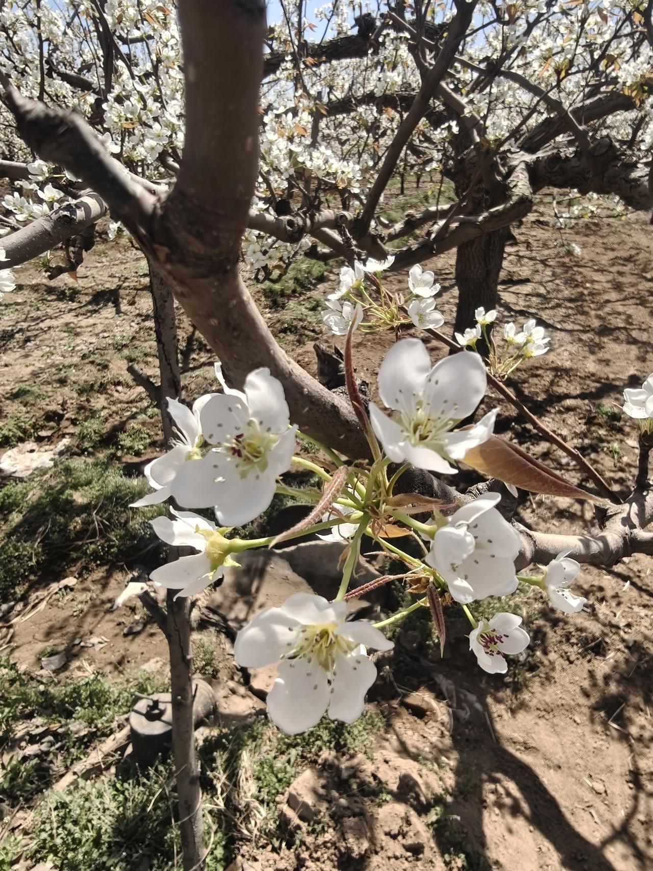 石家庄市诗词学会第三届“花间有诗清明共吟”赏梨花诗词朗诵在晋州梨家晋梨园举办
活