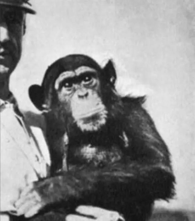 1920年，一俄国医生突发奇想，将猴睾丸移植到74岁老人体内，术后，没想到这位老