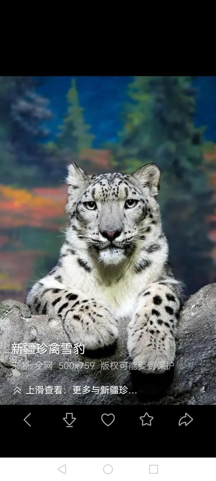 病猫呢！滑雪就滑雪，你逗雪豹干什么呢？想在豹子头上拔毛，结果让豹子给耍了。