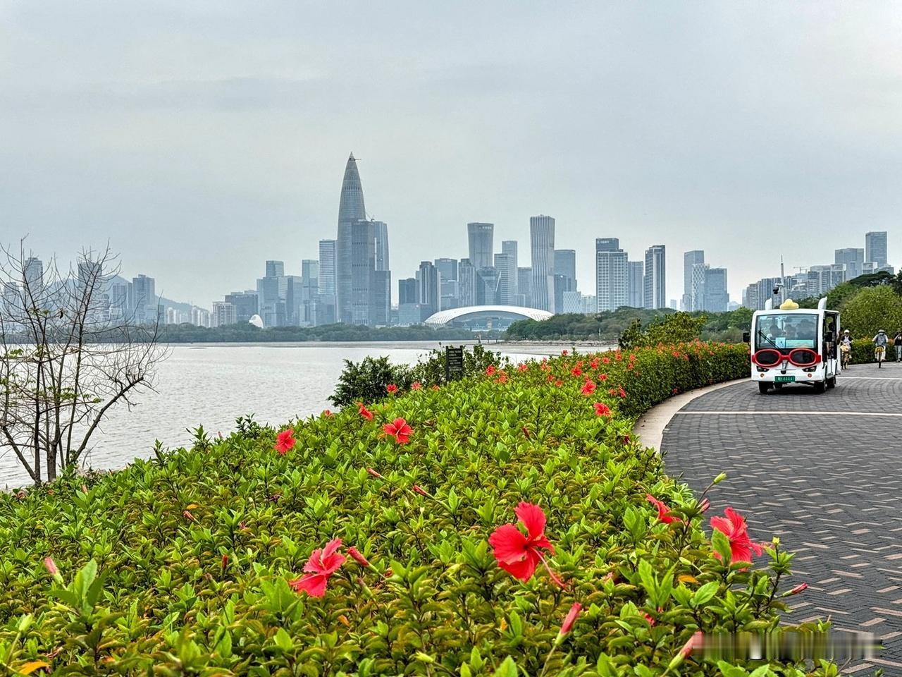 四月的深圳湾，真的美如画！
走在深圳湾公园的步道上，海风轻拂，带着淡淡的咸腥味。