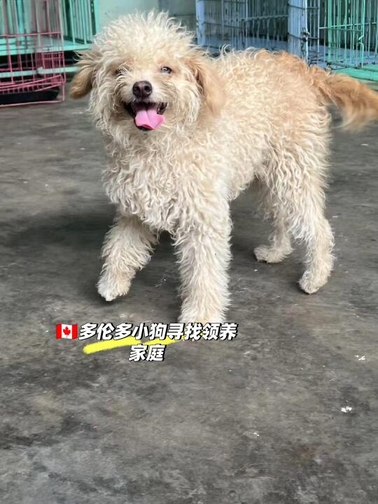 我从基地飞来了多伦多。我的家，你在哪里