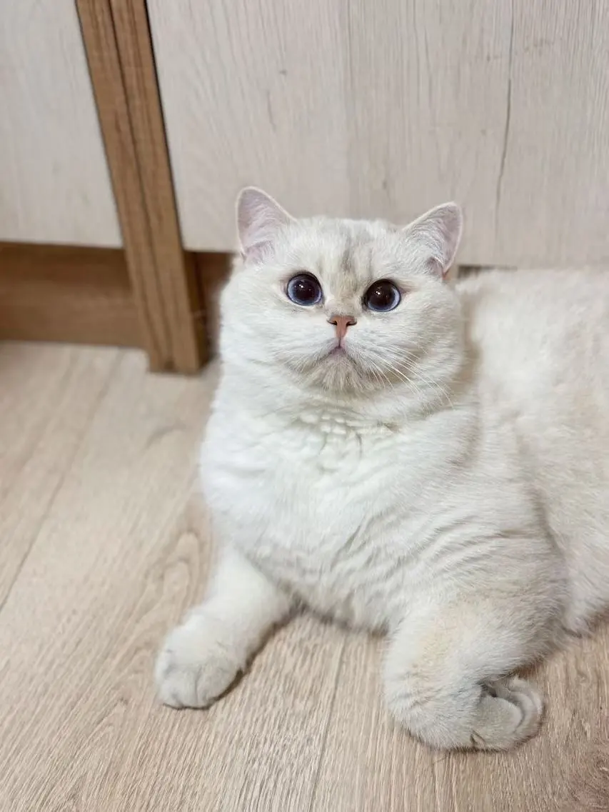 肥美的乌冬