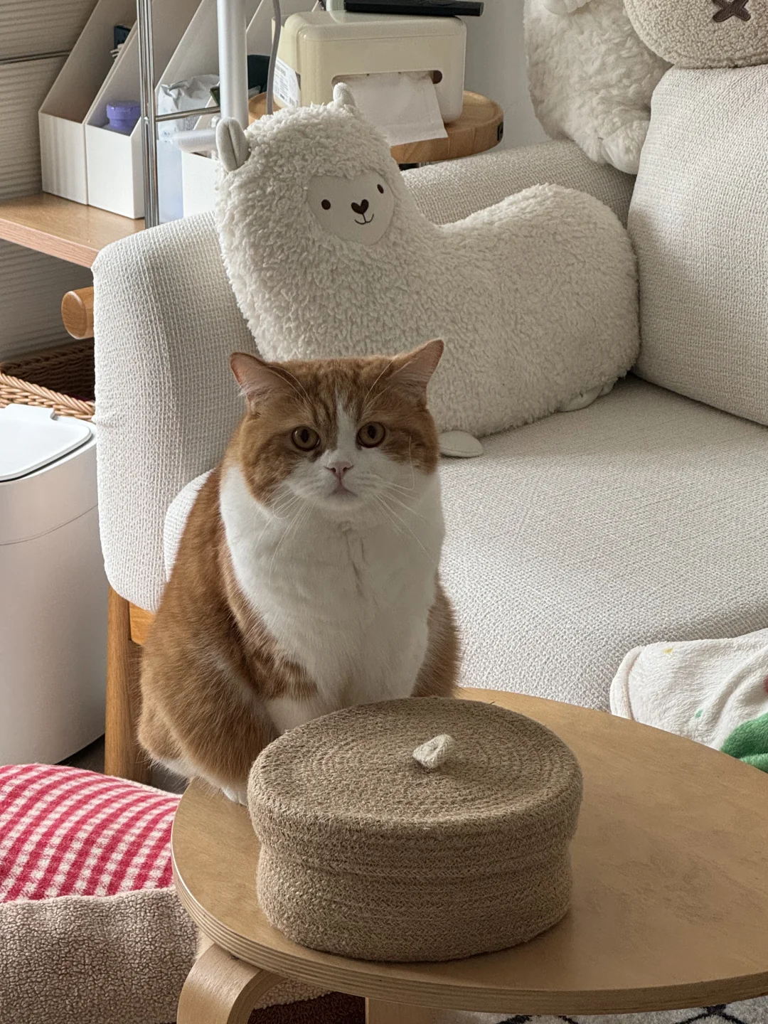 这些不是我的小零食吗？