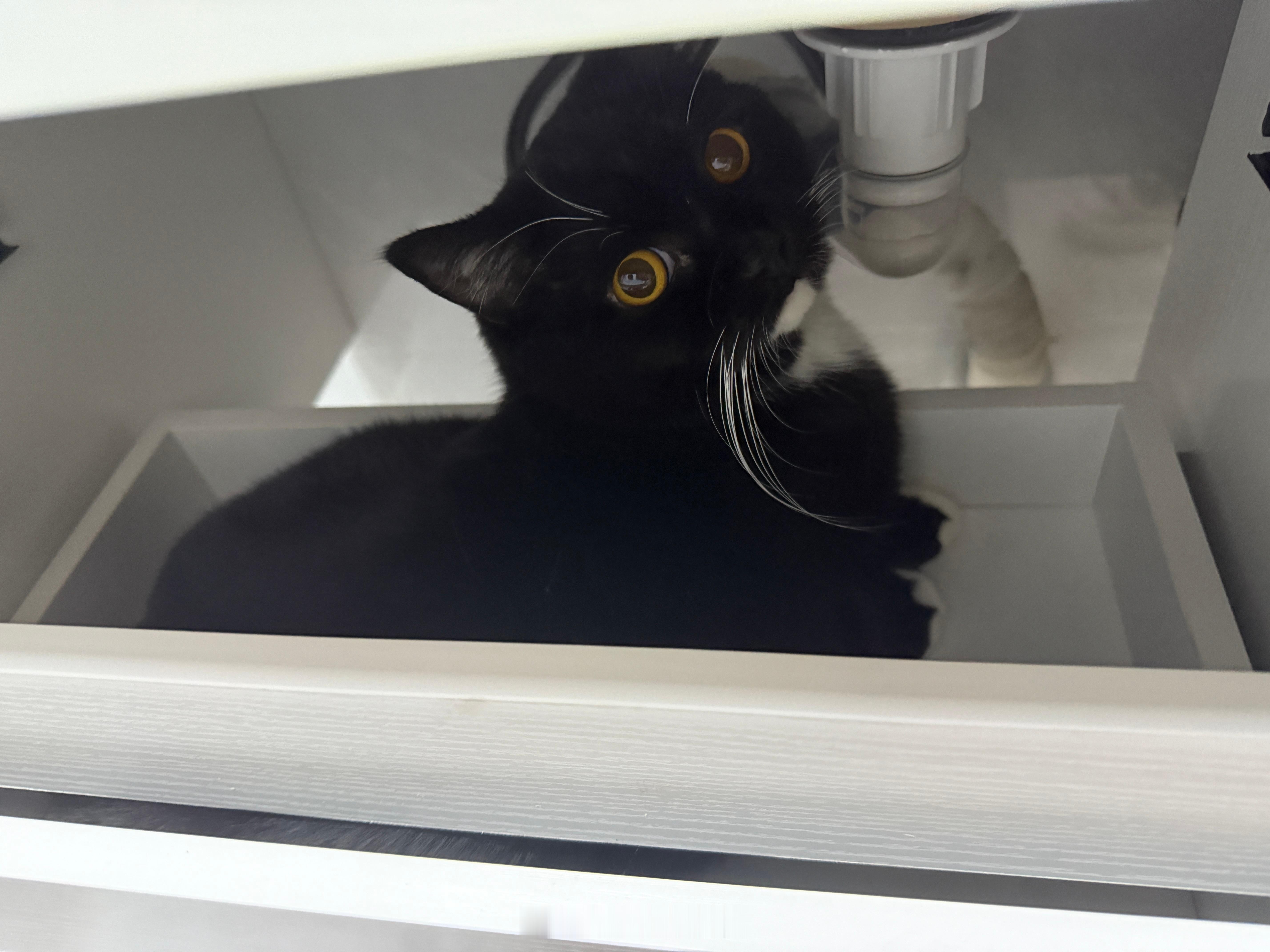 🐈⬛：怎么逮到我的 