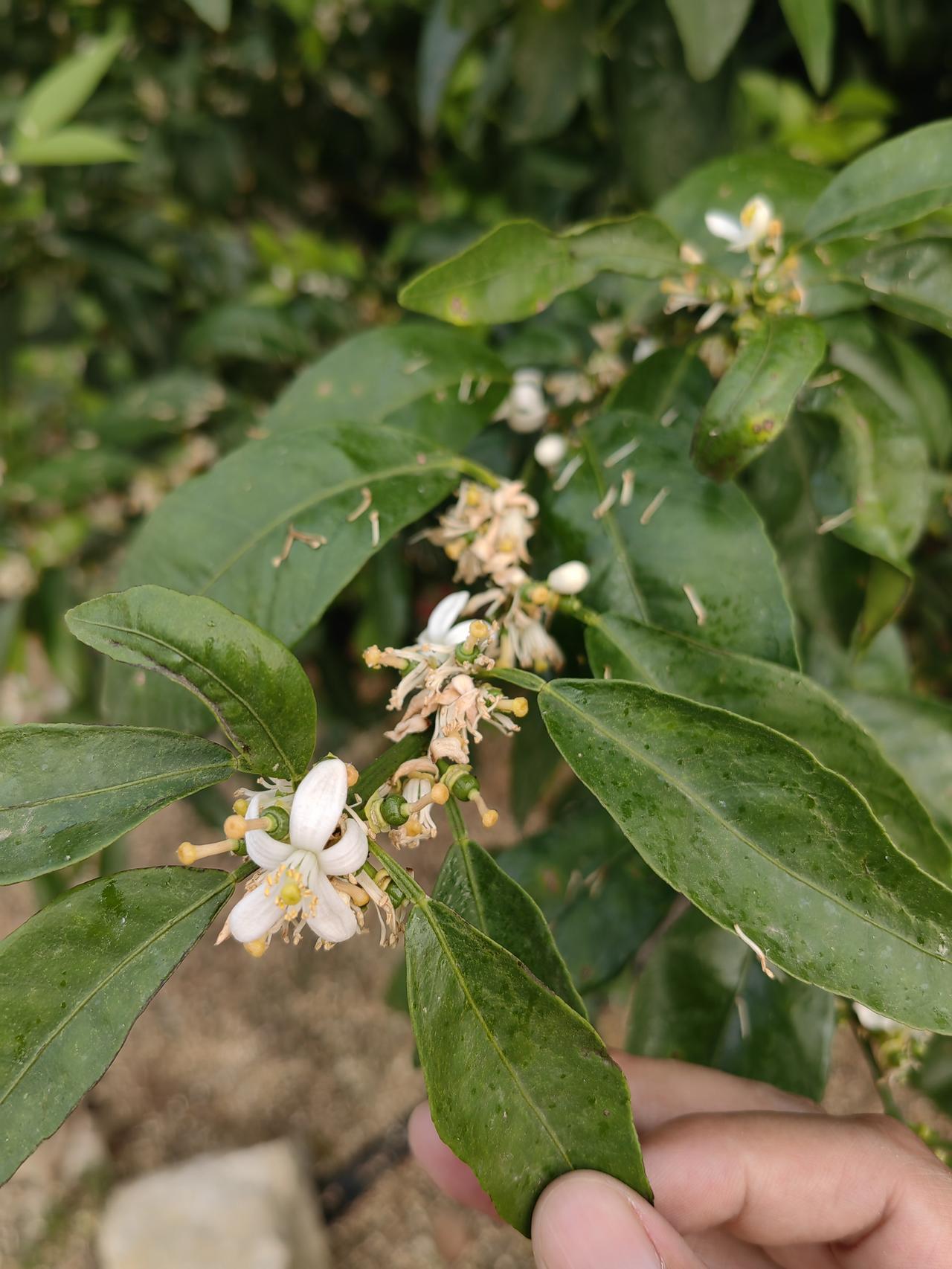 今天28号，好多沃柑基地谢花八九成了，接下来保果和防虫工作得赶紧安排上。柑橘保果