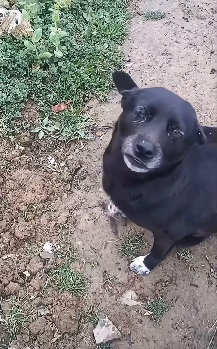 汪汪汪。