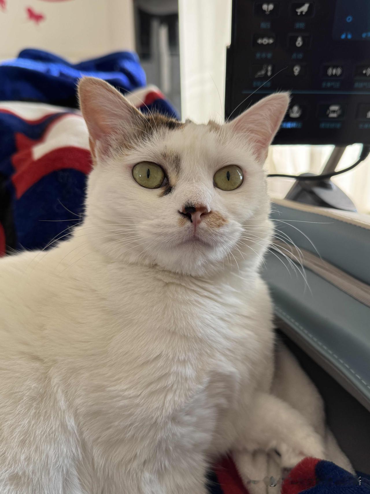 能晒一晒你家的猫主子吗要开口说话般！