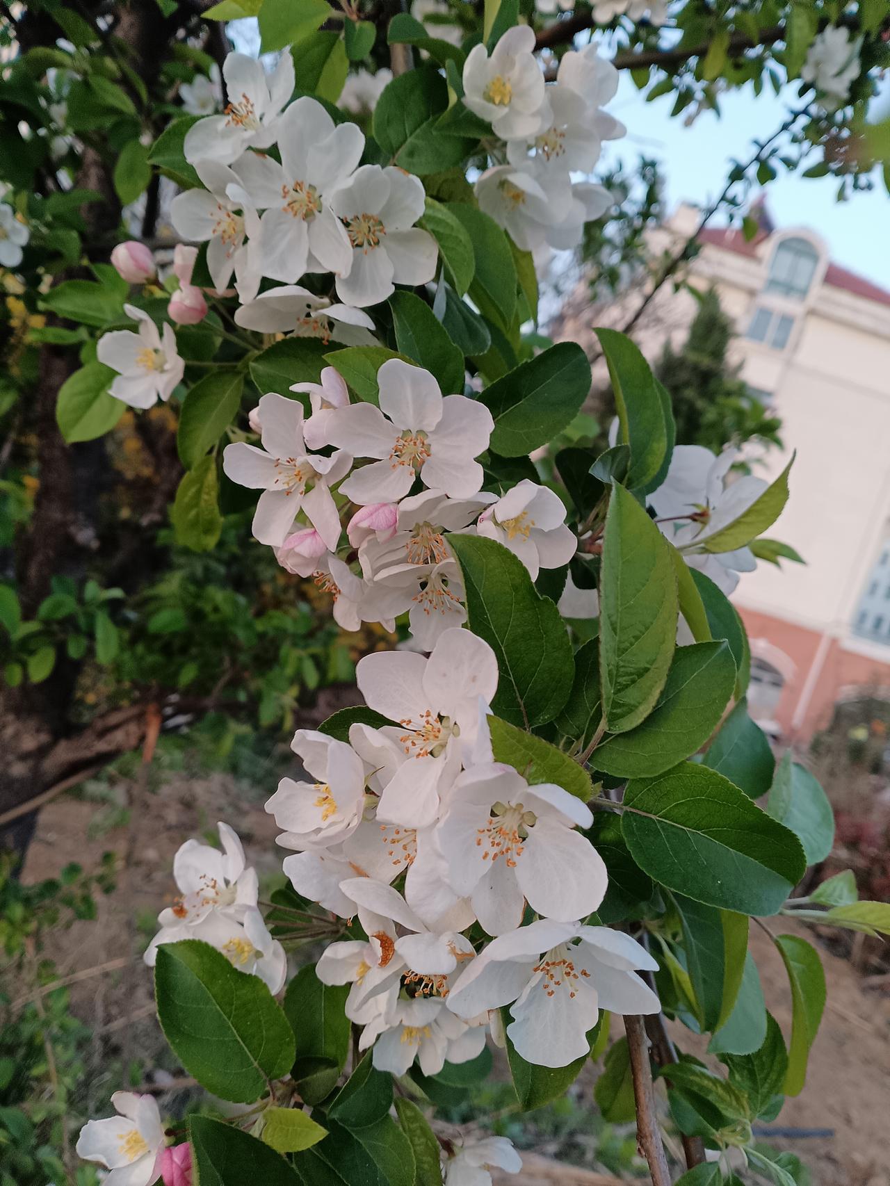 雪白海棠繁花满簇，绿叶掩映间尽显傲然灵动，微风拂过，摇曳出一城春意与欢欣。