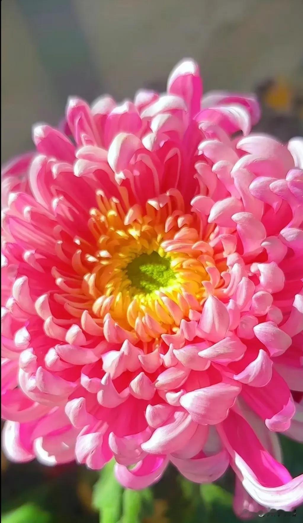 欣赏菊花之美，五彩缤纷的菊花，花姿妙曼，芳菲艳美，清雅脱俗，品种繁多，色韵万千，