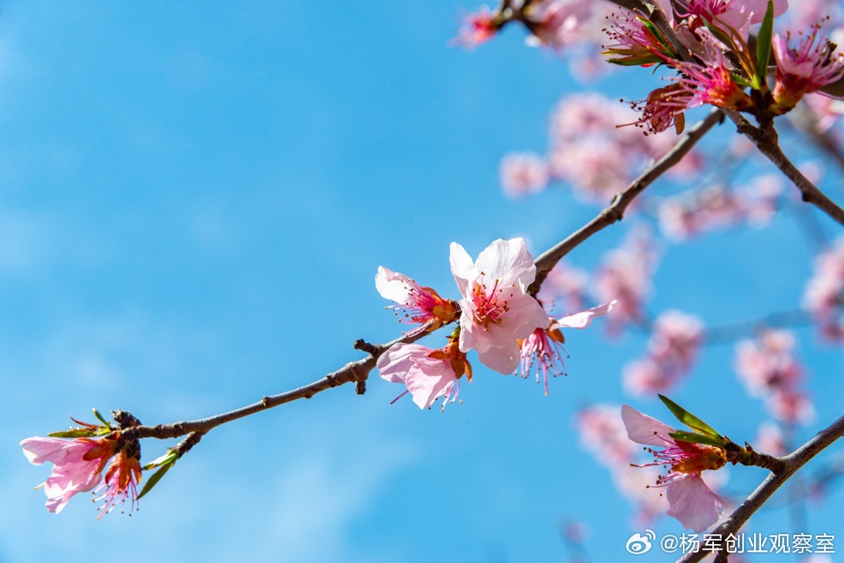 【分红权激励：短期现金的“强心针”，但成不了长期绑定的“金手铐”】分红权激励，是