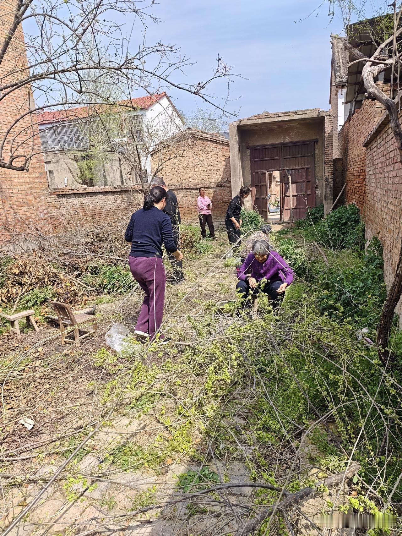 这就是在农村吃榆钱的节奏。普通的庭院里有一棵老榆树，因为家里没有人居住，这棵榆树
