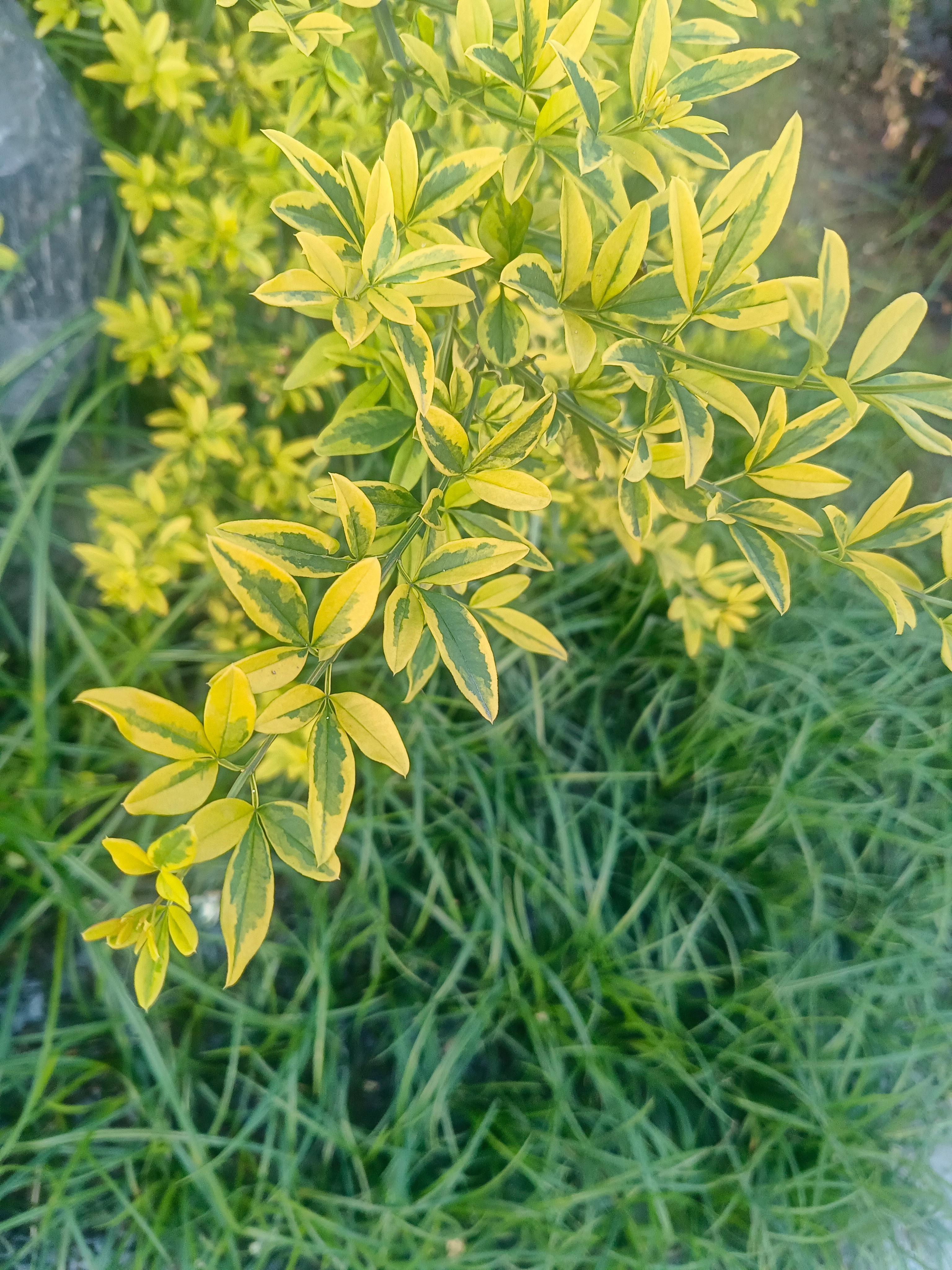 一股花香味扑面而来，柚子开花 。原来柚子花这么好闻 