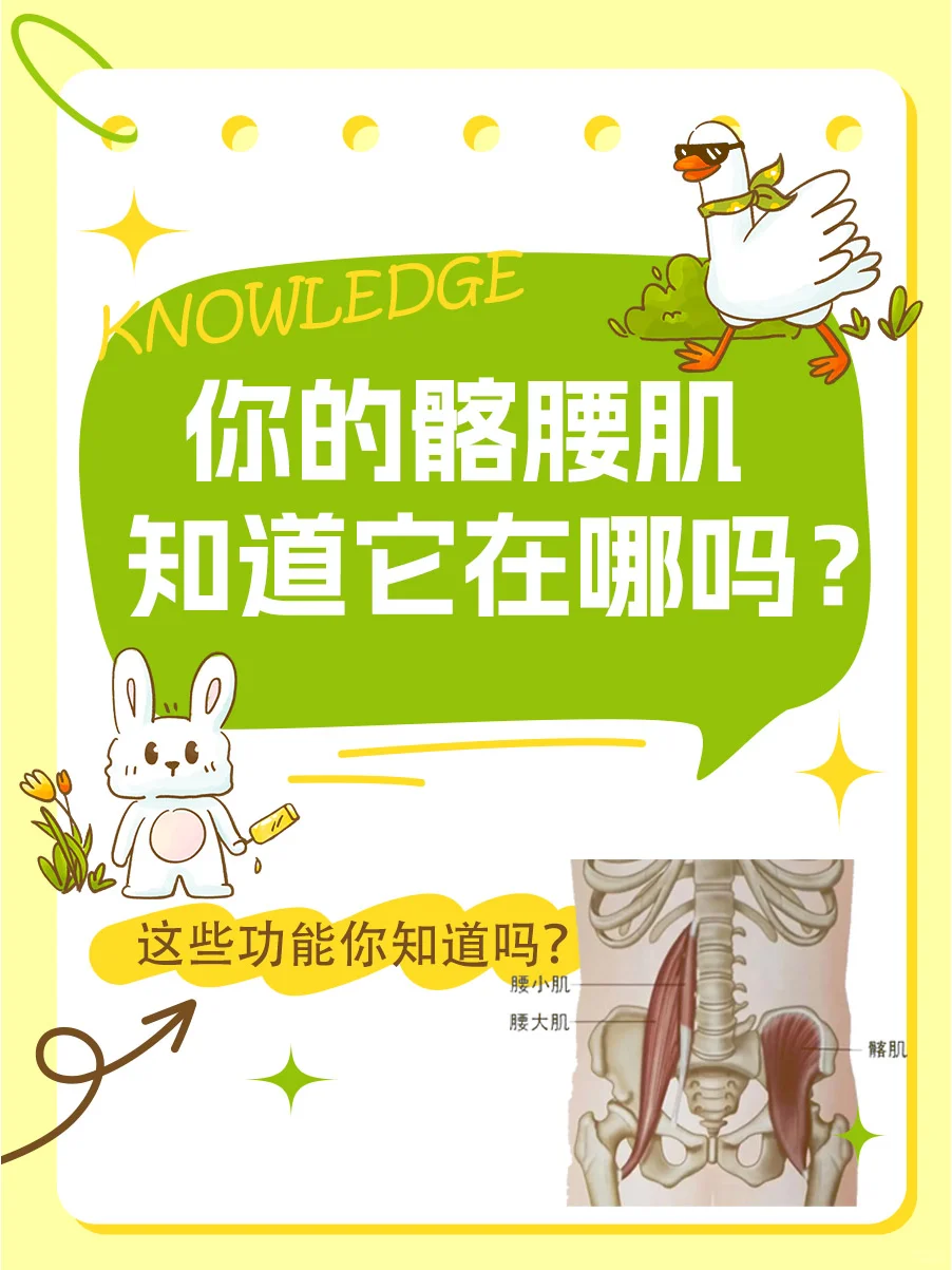 你的髂腰肌知道它在哪吗？这些功能你知道吗