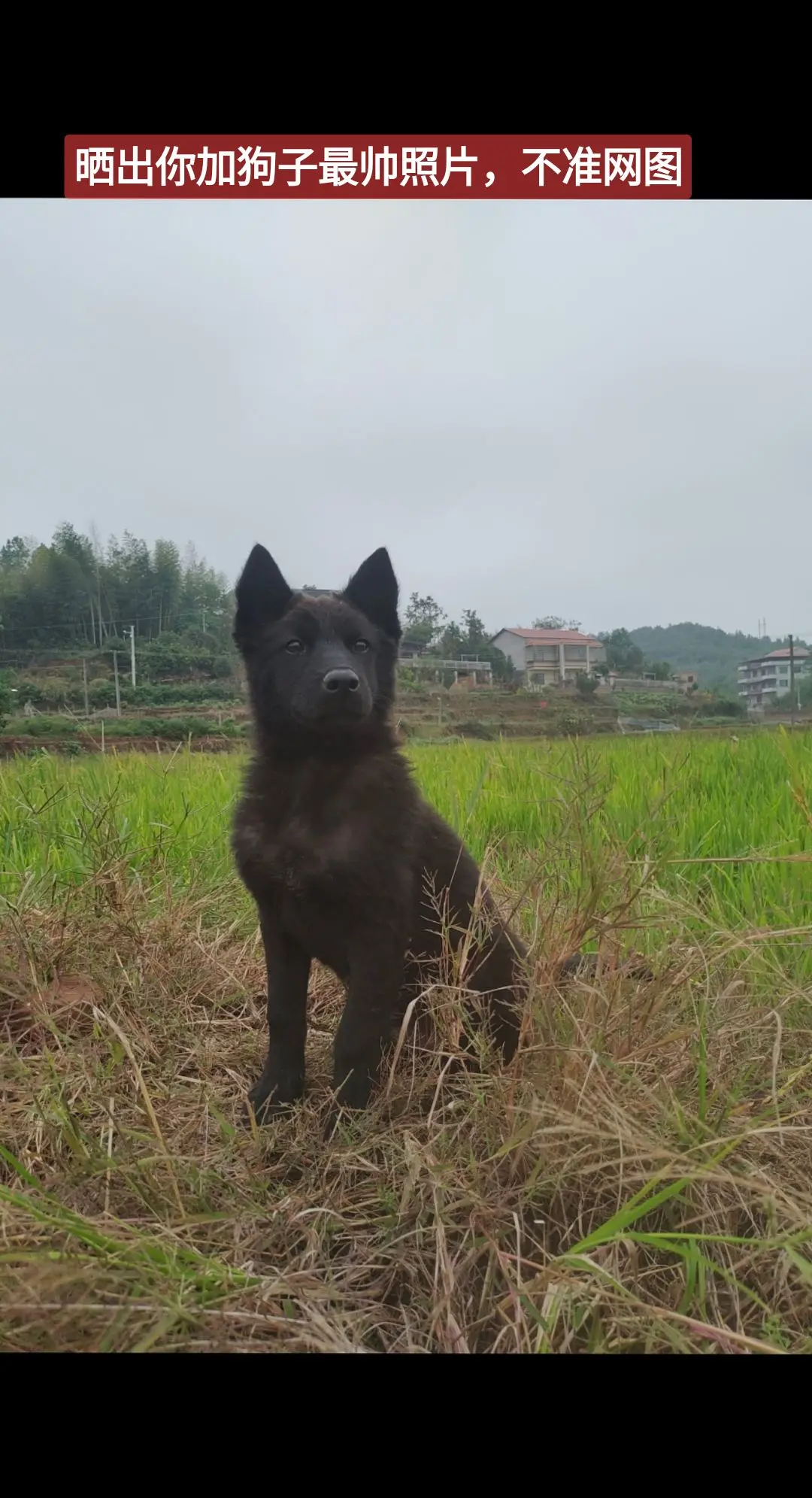 不养狗不知道养狗的乐趣