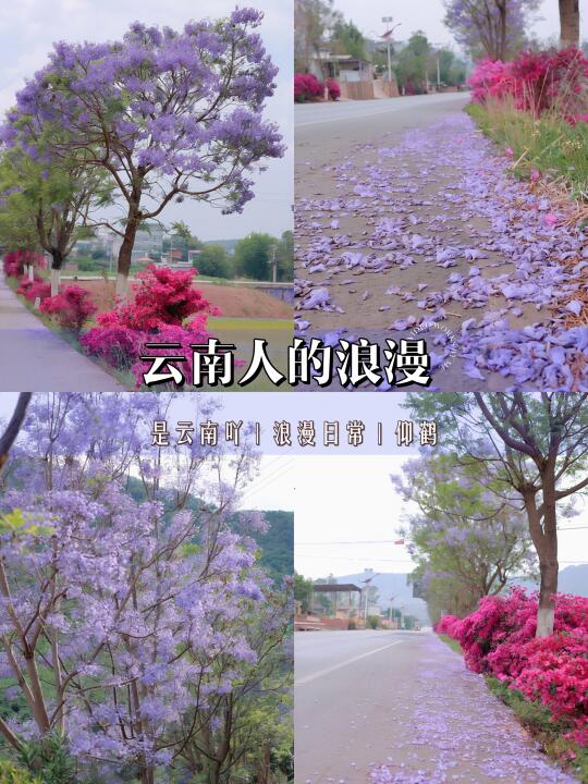 云南人的浪漫～❤